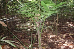 Calamus stoloniferus